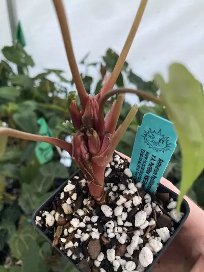 plant/TP71 Multiple Heads! Papillilaminum New Pap #1 x A. Portillae NSE Dewey Fisk Clone-2-thumbnail