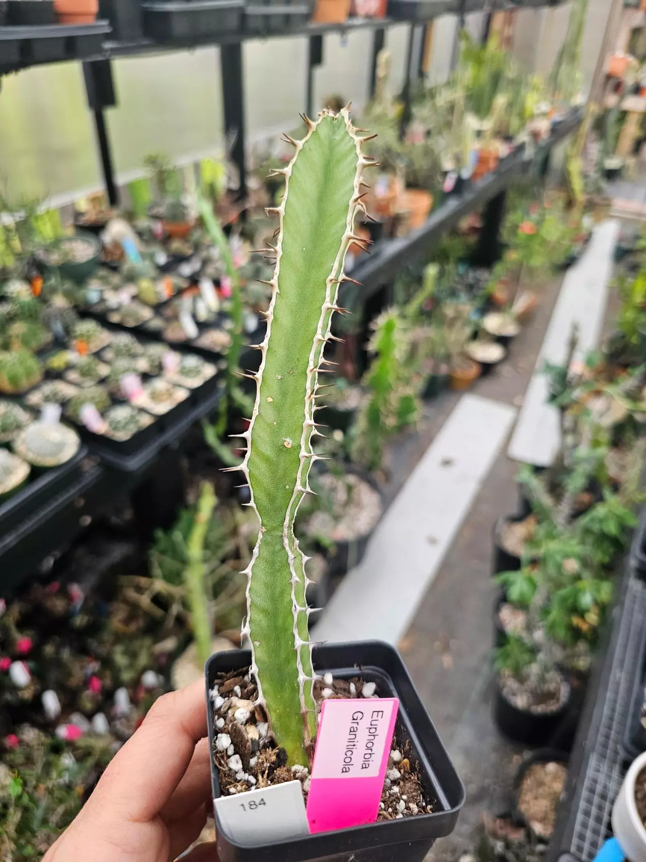 plant/Euphorbia Granticola-0