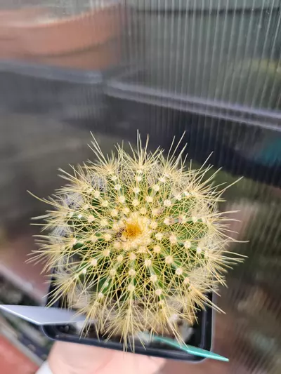 plant/380 Parodia Warasii-1-thumbnail