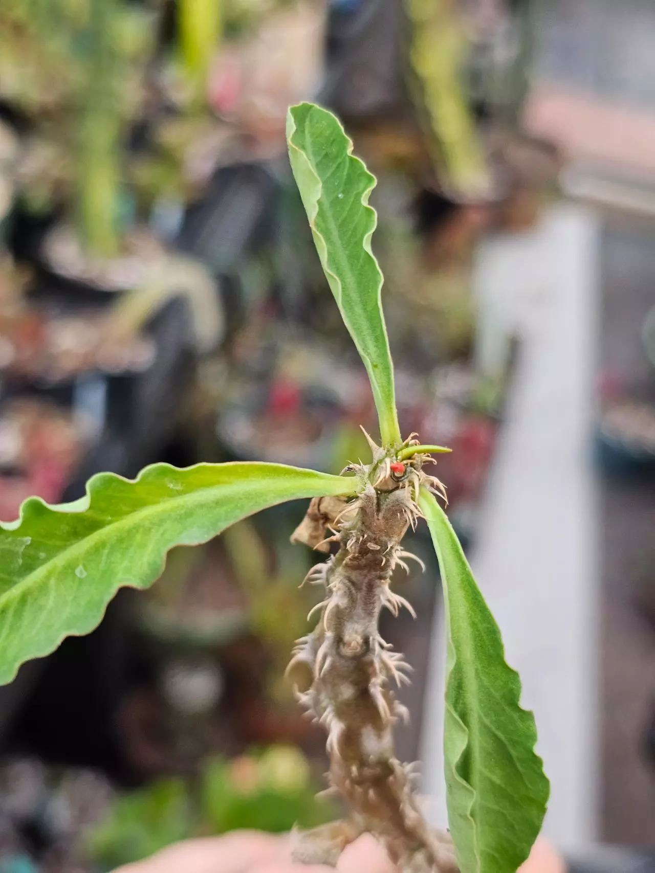 plant/148 Euphorbia Nat Wong - Euphorbia Milii x Euphorbia Decaryi-1