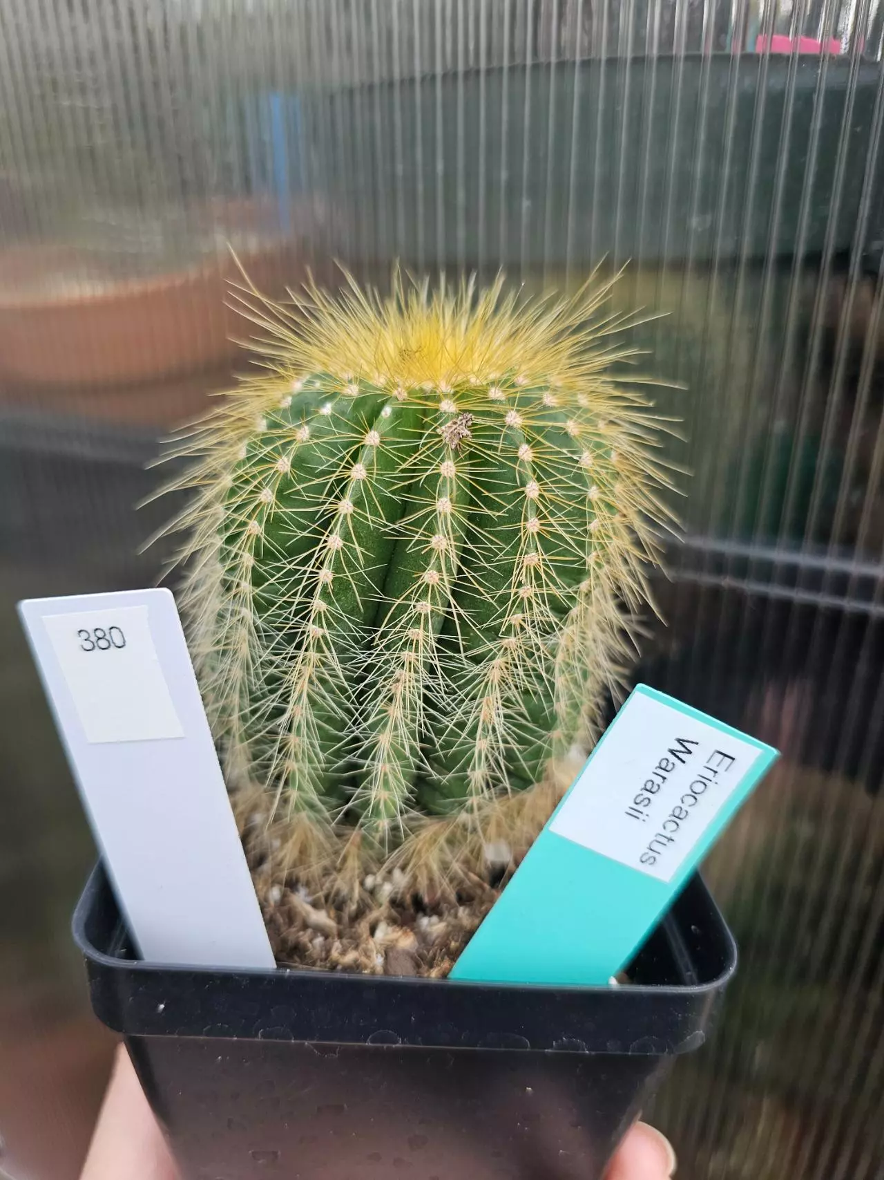 plant/380 Parodia Warasii-0