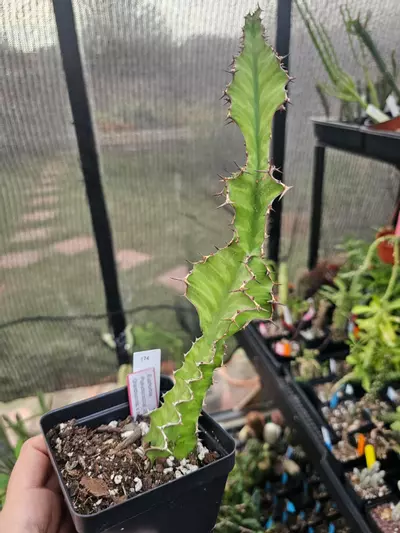 plant/174 Euphorbia Pseudocactus Hybrid-1-thumbnail