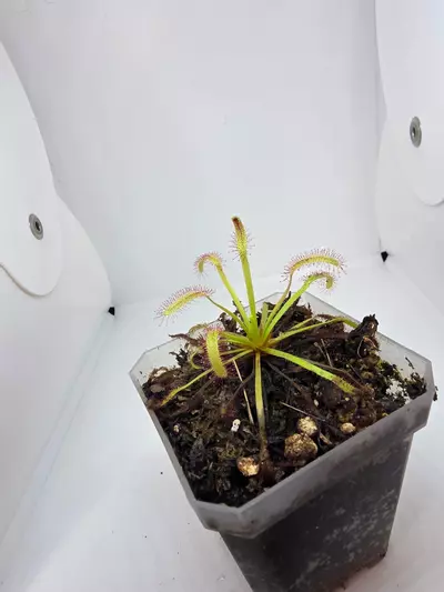 plant/Sundew capensis red-0-thumbnail