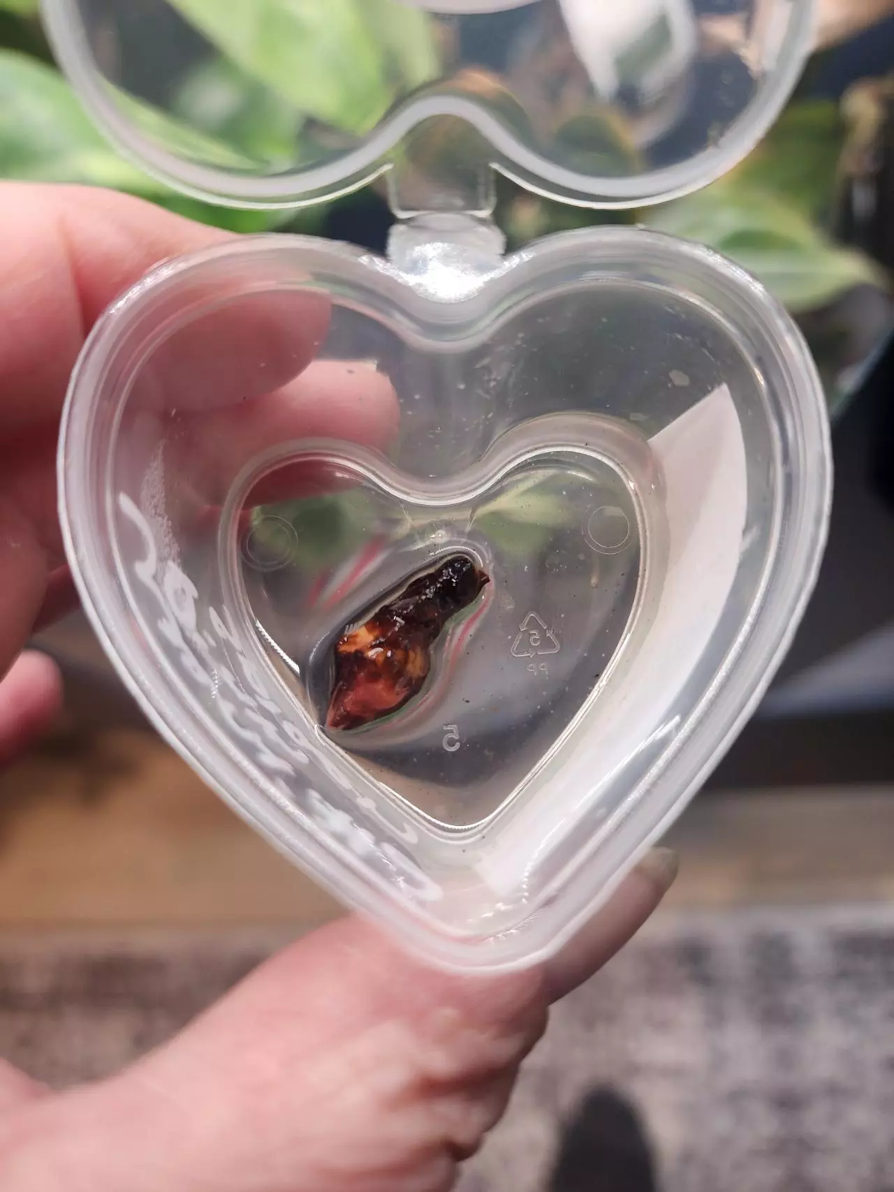 plant/Wentii Pink Splash Corm-1