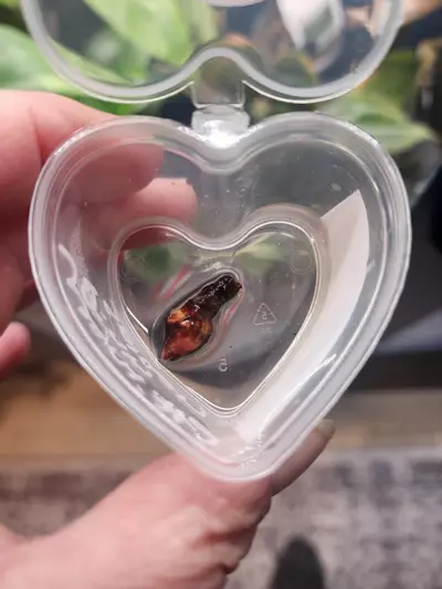 plant/Wentii Pink Splash Corm-1-thumbnail