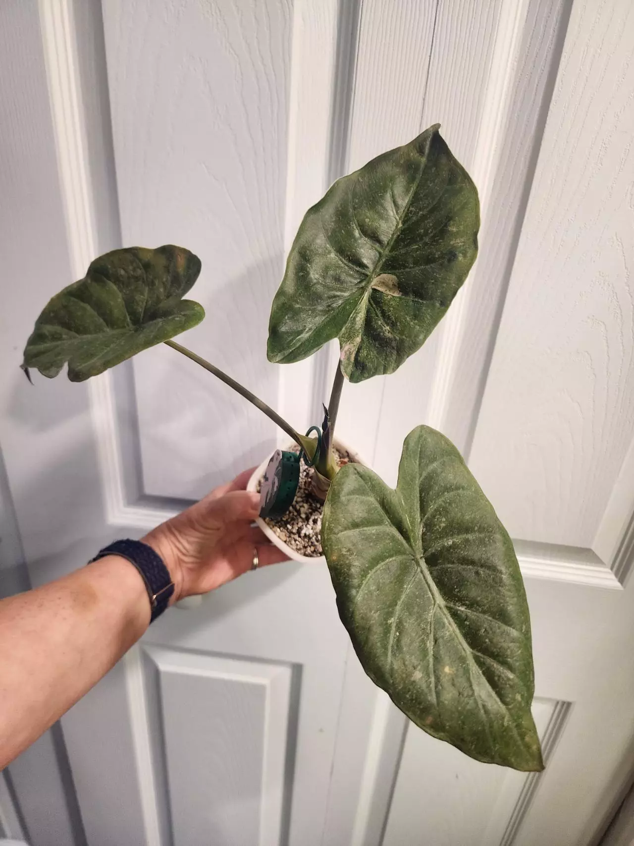 plant/Wentii Pink Splash Corm-2