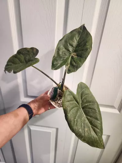 plant/Wentii Pink Splash Corm-2-thumbnail