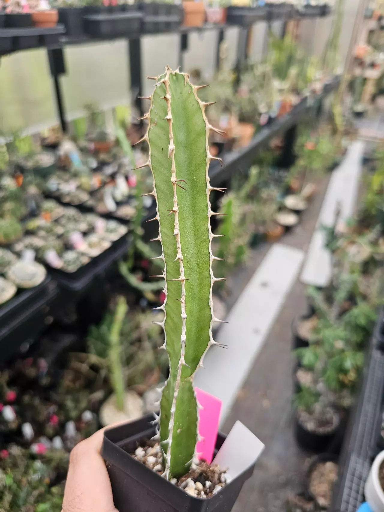 plant/Euphorbia Granticola-1