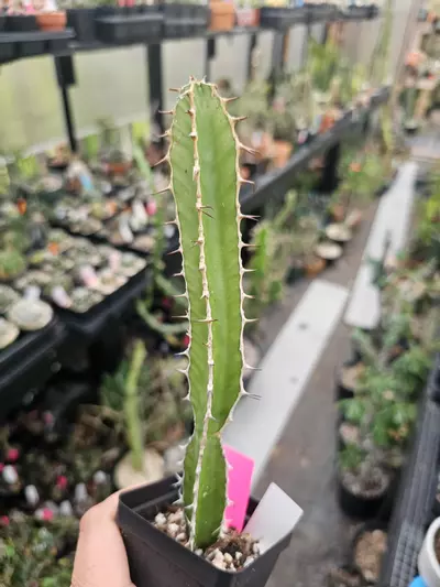 plant/Euphorbia Granticola-1-thumbnail