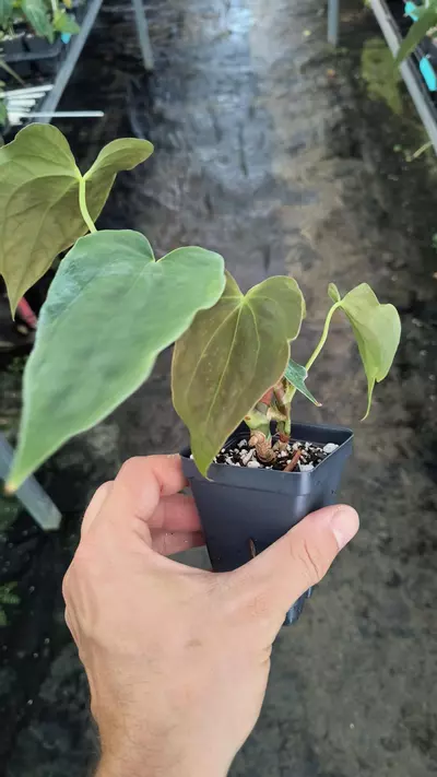 plant/TP82 2 heads-Ralph Lynam NOID x Papillilaminum NOID-2-thumbnail