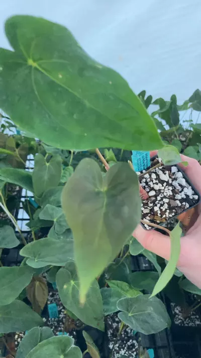 plant/TP71 Multiple Heads! Papillilaminum New Pap #1 x A. Portillae NSE Dewey Fisk Clone-1-thumbnail