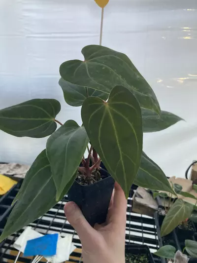 plant/TP76 2 plants! NO ID-3-thumbnail