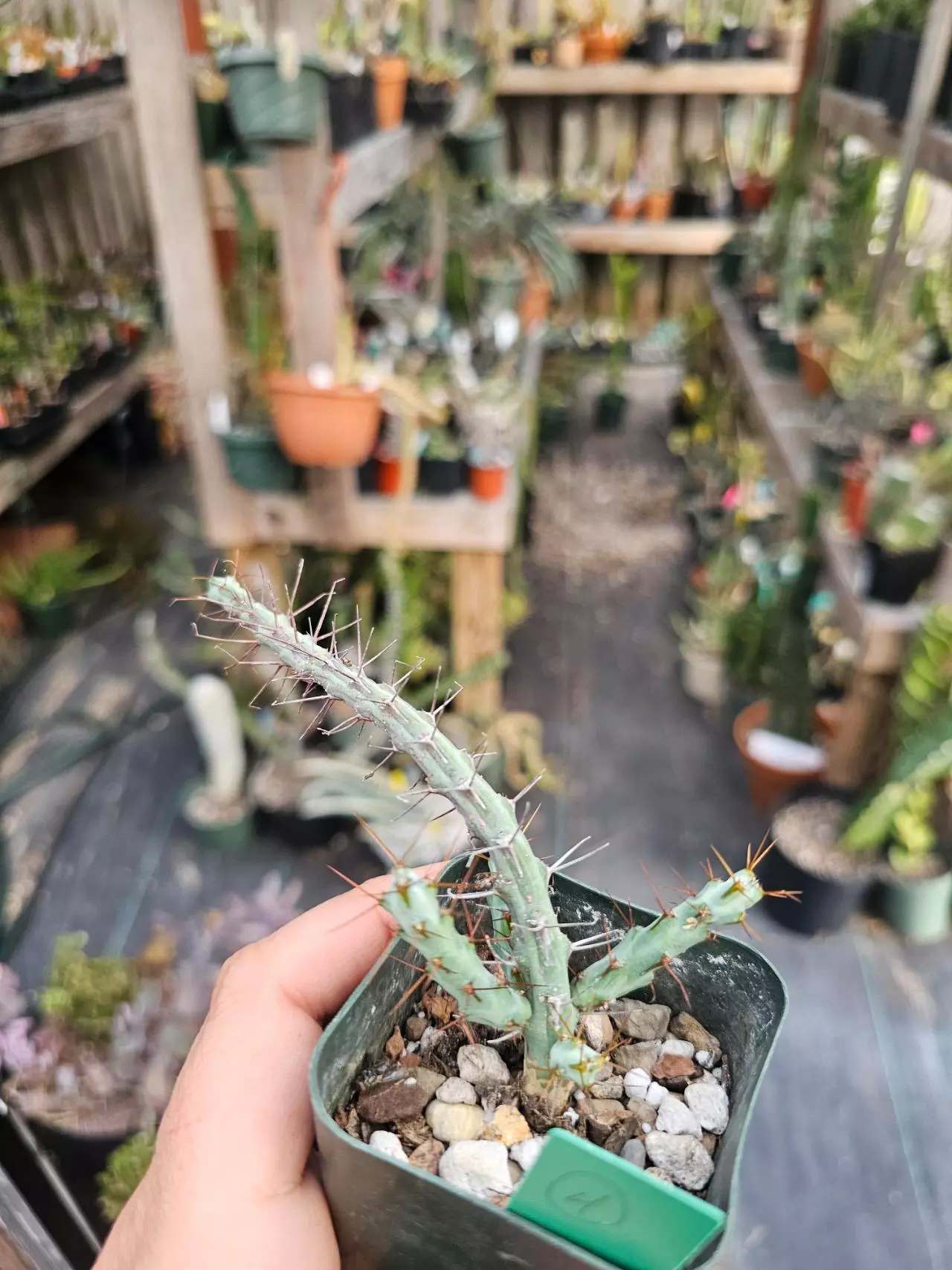 plant/Euphorbia Cuprispina-3