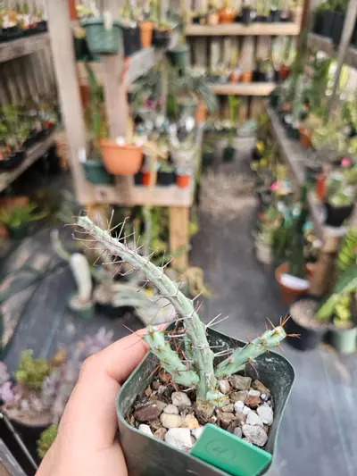 plant/Euphorbia Cuprispina-3-thumbnail