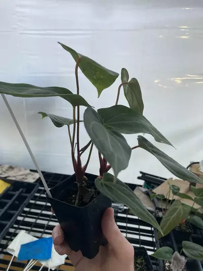 plant/TP76 2 plants! NO ID-4-thumbnail