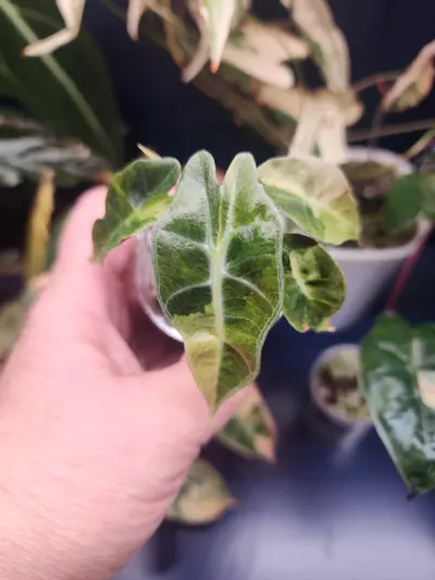 plant/Amazonica Aurea-0-thumbnail