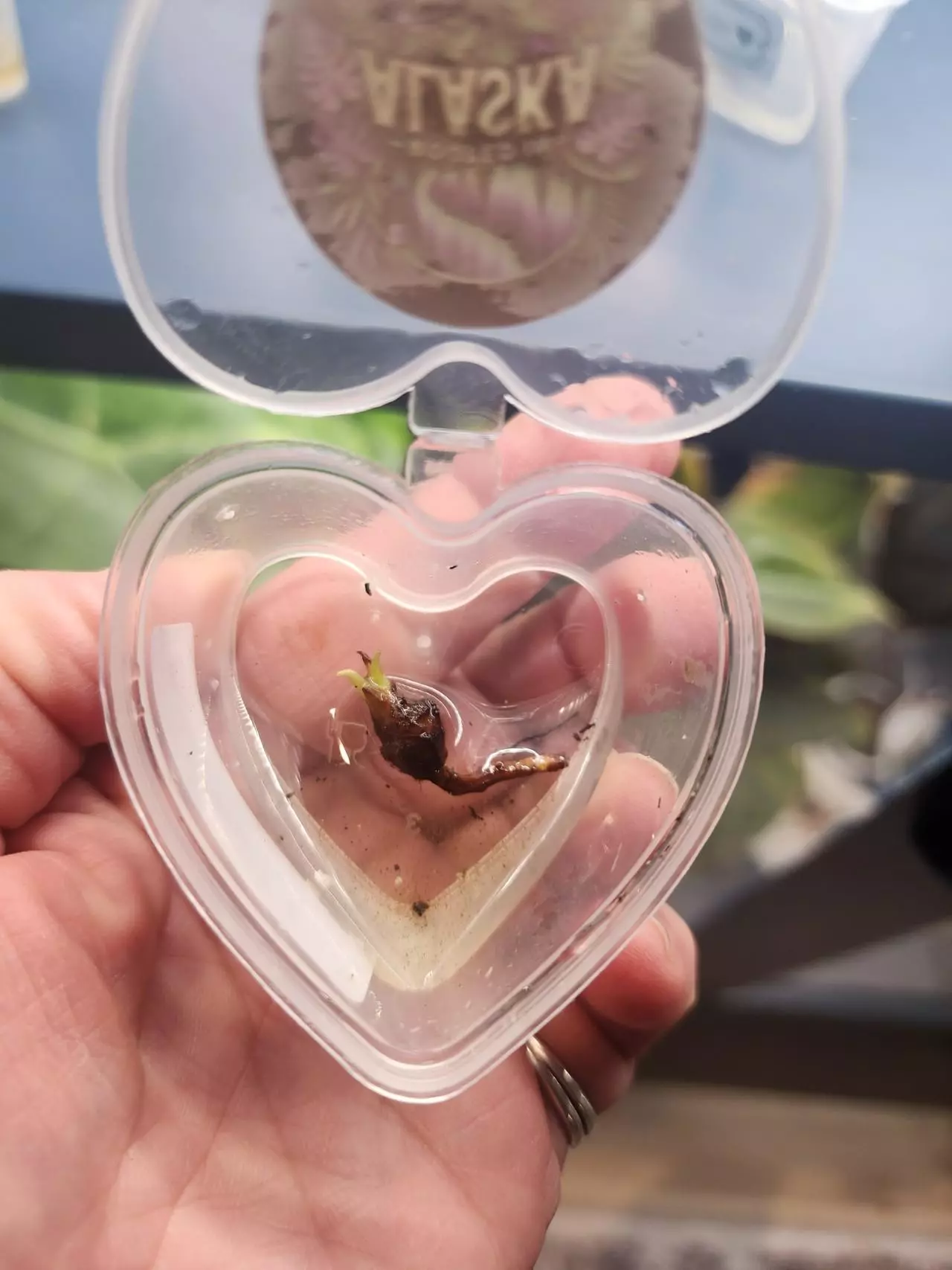 plant/Alocasia Pink Amazonica-1