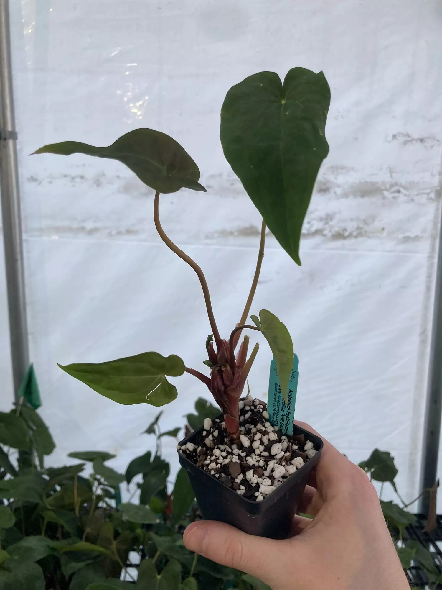 plant/TP71 Multiple Heads! Papillilaminum New Pap #1 x A. Portillae NSE Dewey Fisk Clone-0