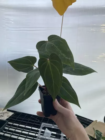 plant/TP76 2 plants! NO ID-0-thumbnail