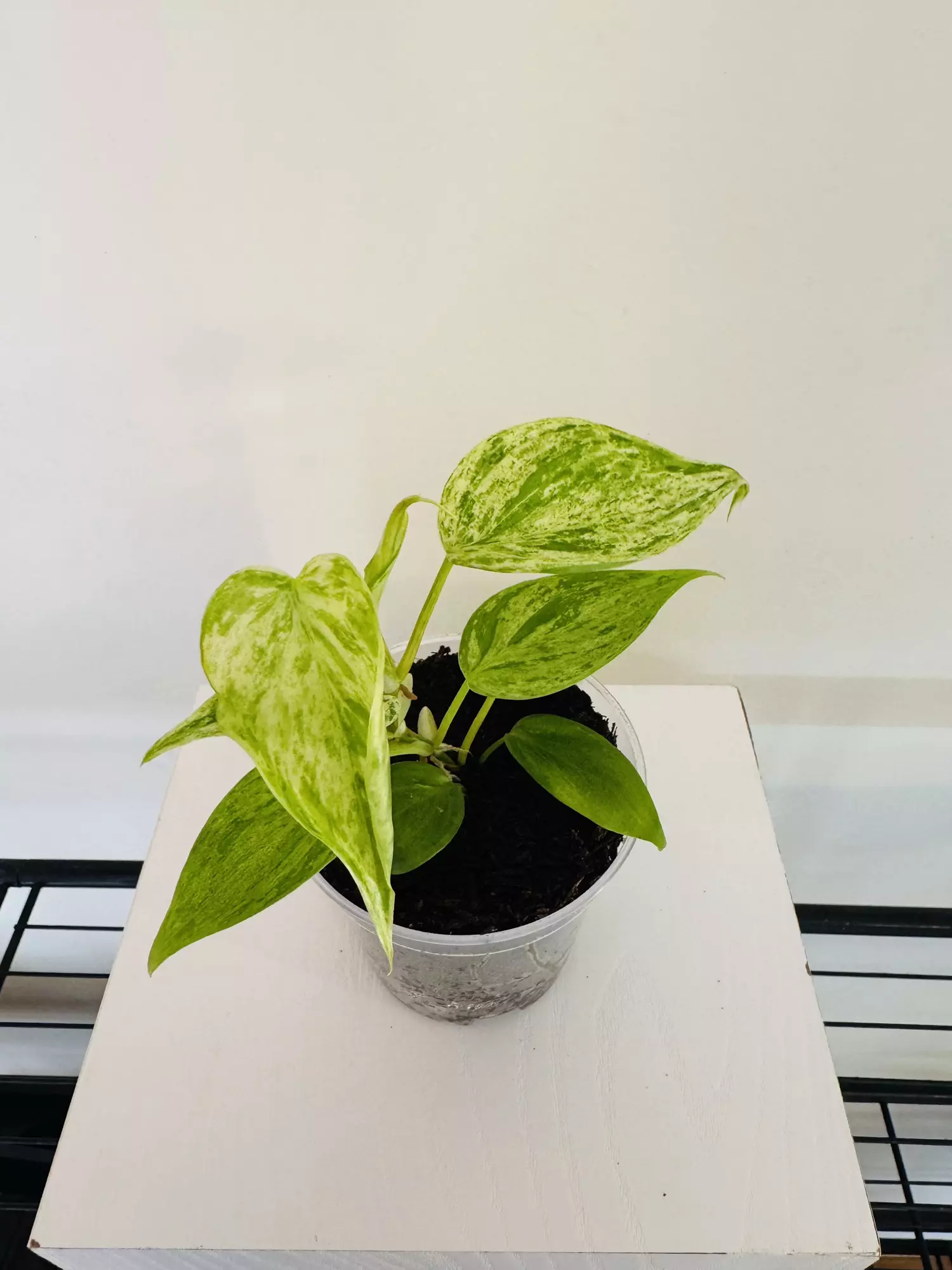 plant/Philodendron ‘Hederaceum Variegated’ (3inch)-4