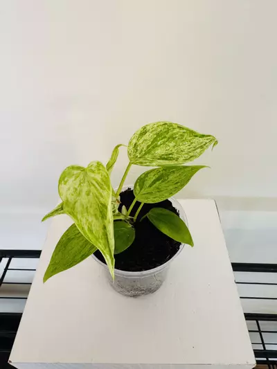 plant/Philodendron ‘Hederaceum Variegated’ (3inch)-4-thumbnail