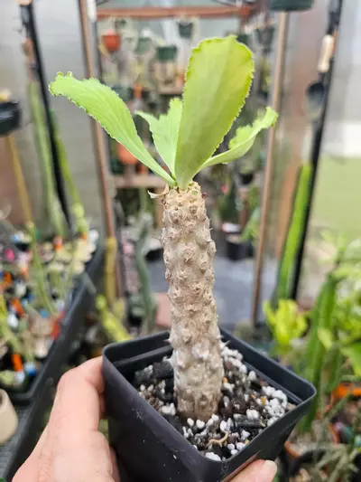 plant/Euphorbia Venefica-0-thumbnail
