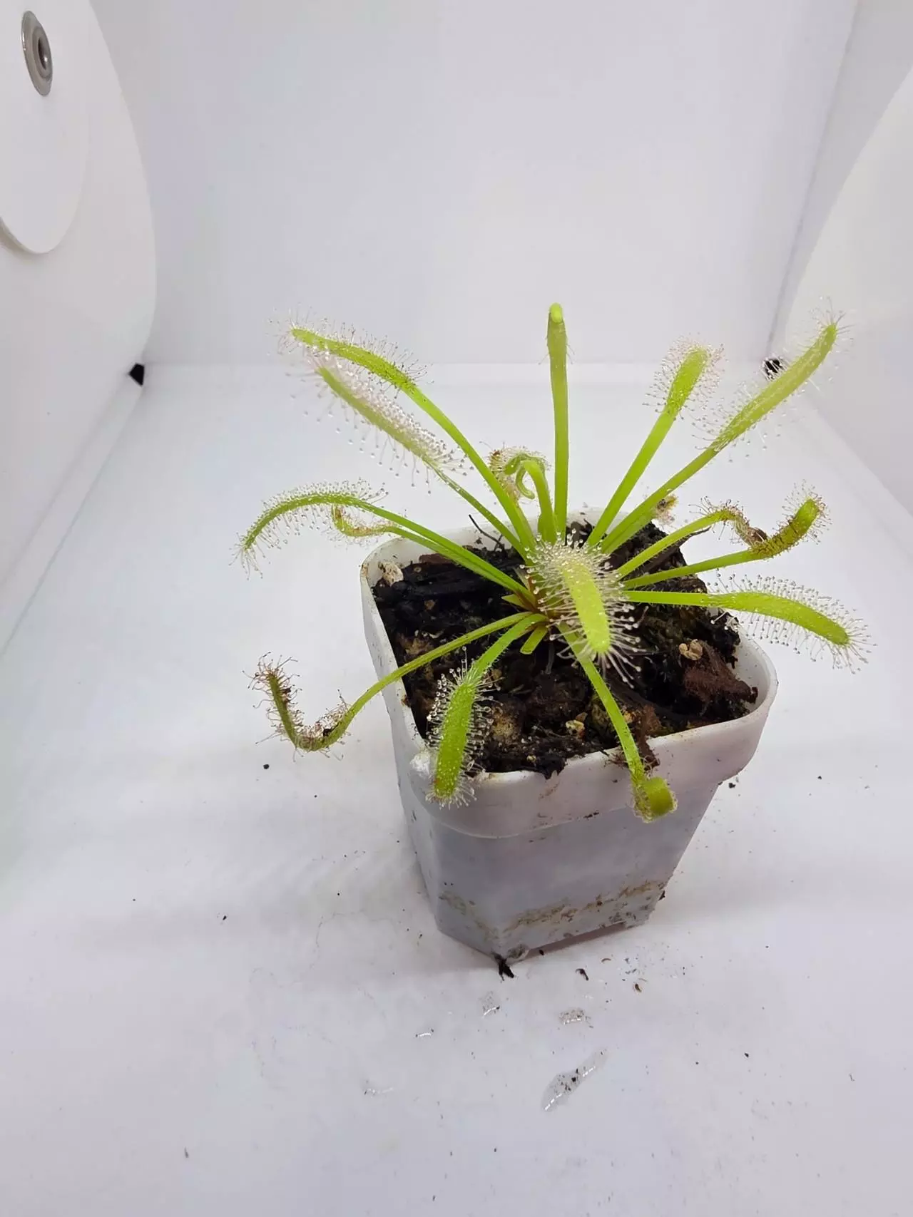 plant/Sundew capensis albo-0
