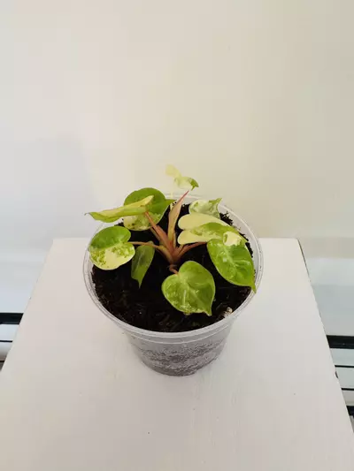 plant/Philodendron ‘Billietiae Variegated’ (3inch)-2-thumbnail