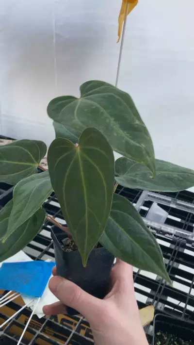 plant/TP76 2 plants! NO ID-1-thumbnail