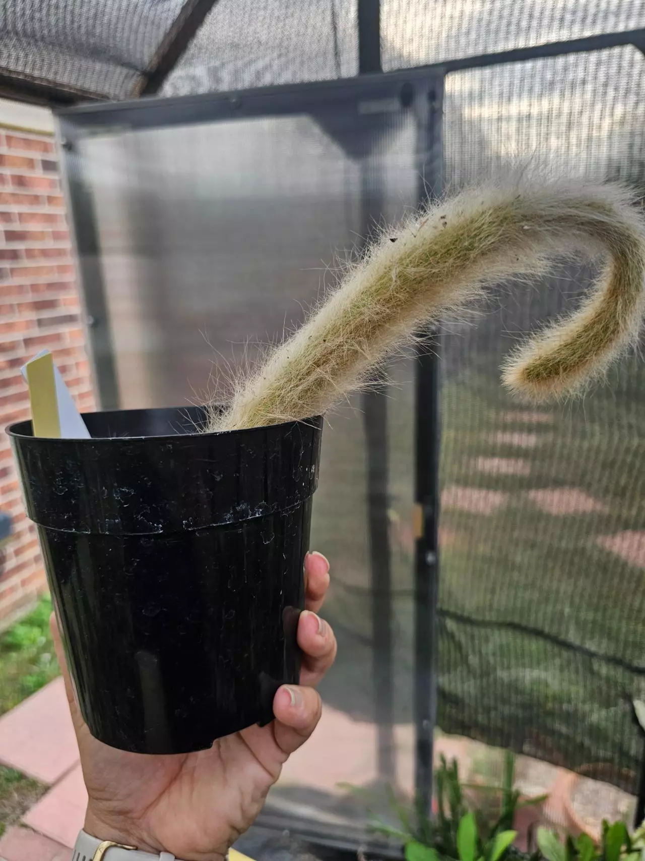 plant/Monkey Tail Cactus 🐒-2