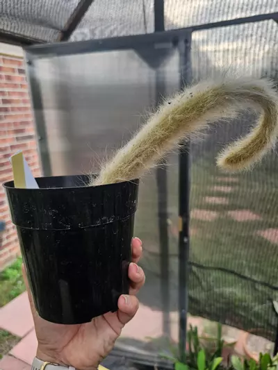 plant/Monkey Tail Cactus 🐒-2-thumbnail