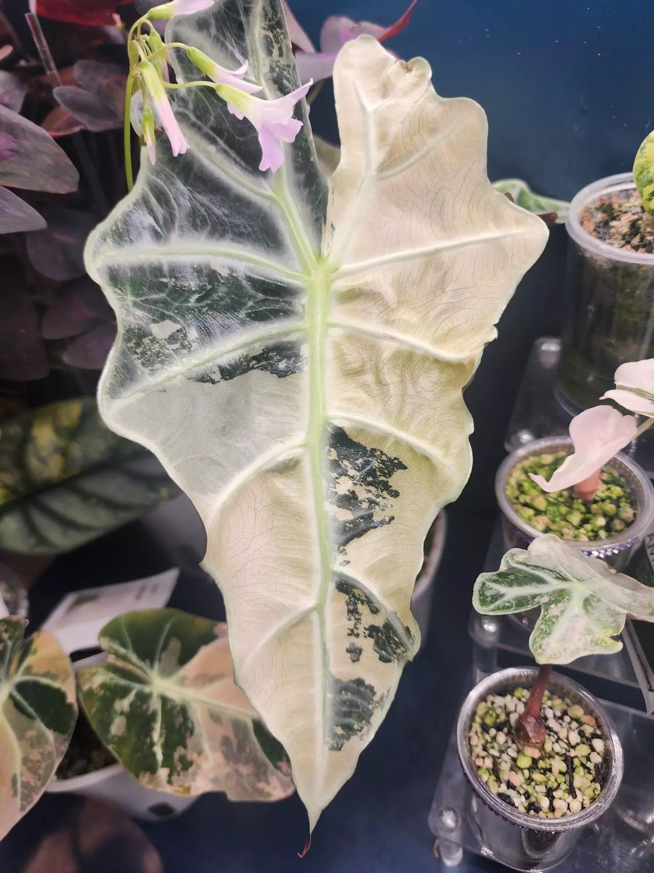 plant/Alocasia Pink Amazonica-0