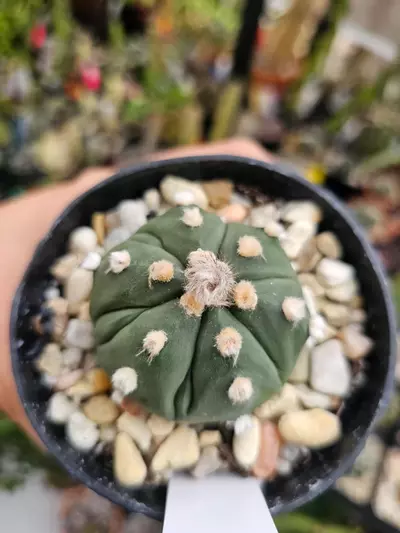 plant/169 Astrophytum Asterias-0-thumbnail