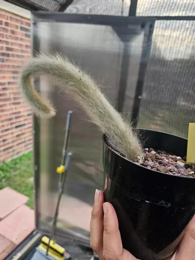 plant/Monkey Tail Cactus 🐒-1-thumbnail