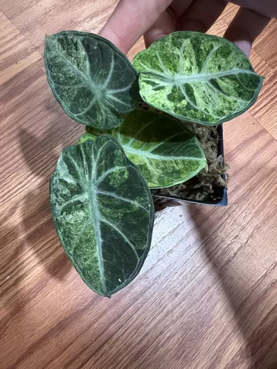 plant/Alocasia Ninja Tricolor-0-thumbnail