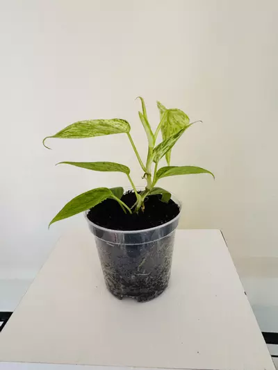 plant/Philodendron ‘Hederaceum Variegated’ (3inch)-2-thumbnail