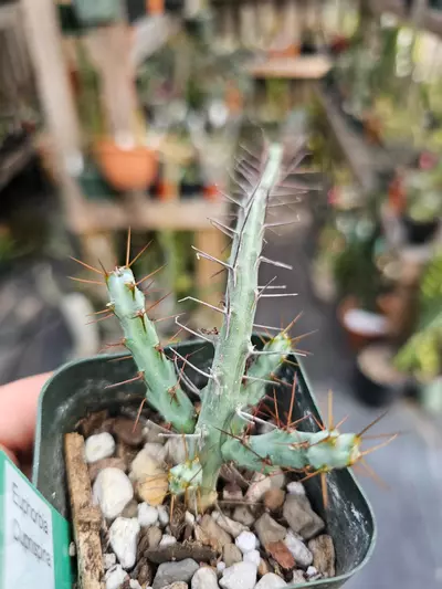 plant/Euphorbia Cuprispina-0-thumbnail