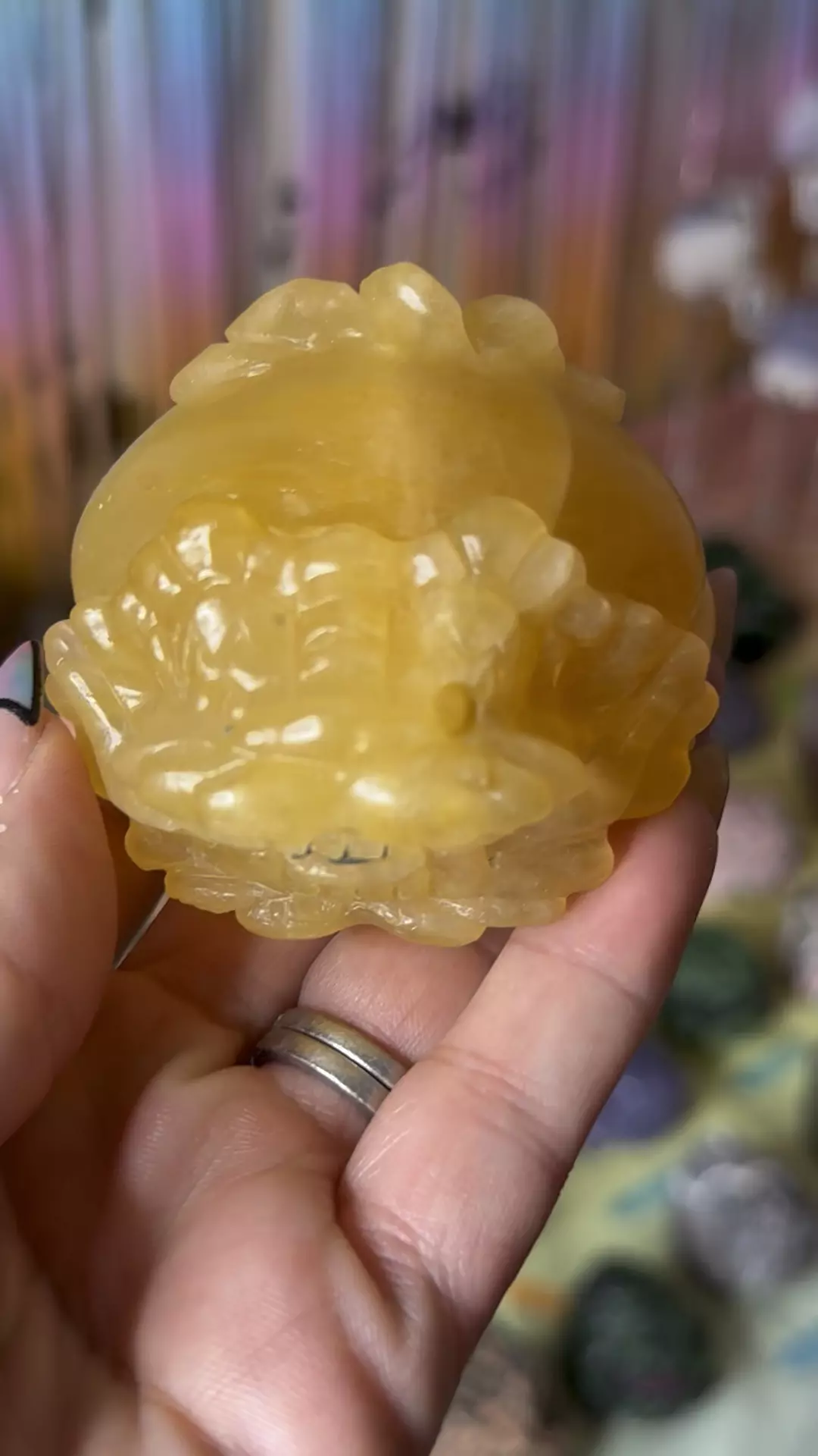 plant/Golden healer-0