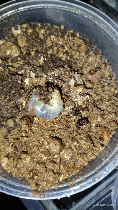 plant/Phalacrognathus muelleri-0-thumbnail