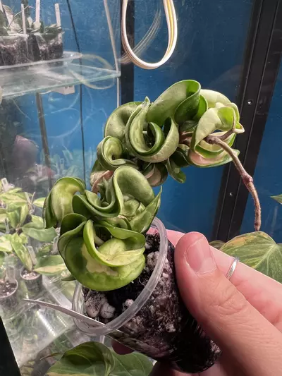 plant/Hoya Mauna Loa-0-thumbnail