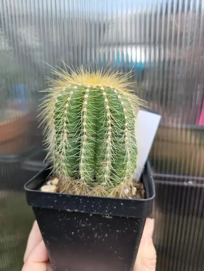 plant/380 Parodia Warasii-2-thumbnail