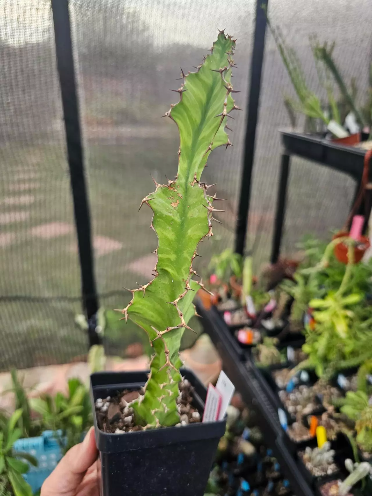 plant/174 Euphorbia Pseudocactus Hybrid-0