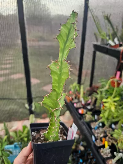 plant/174 Euphorbia Pseudocactus Hybrid-0-thumbnail