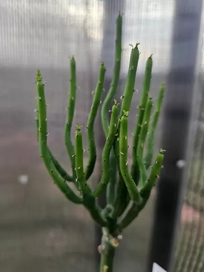 plant/219 Euphorbia Alluaudii-1-thumbnail