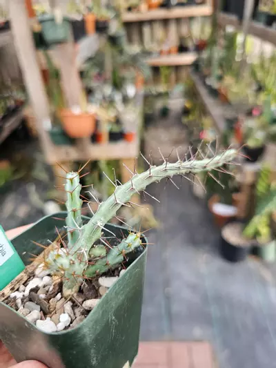 plant/Euphorbia Cuprispina-1-thumbnail