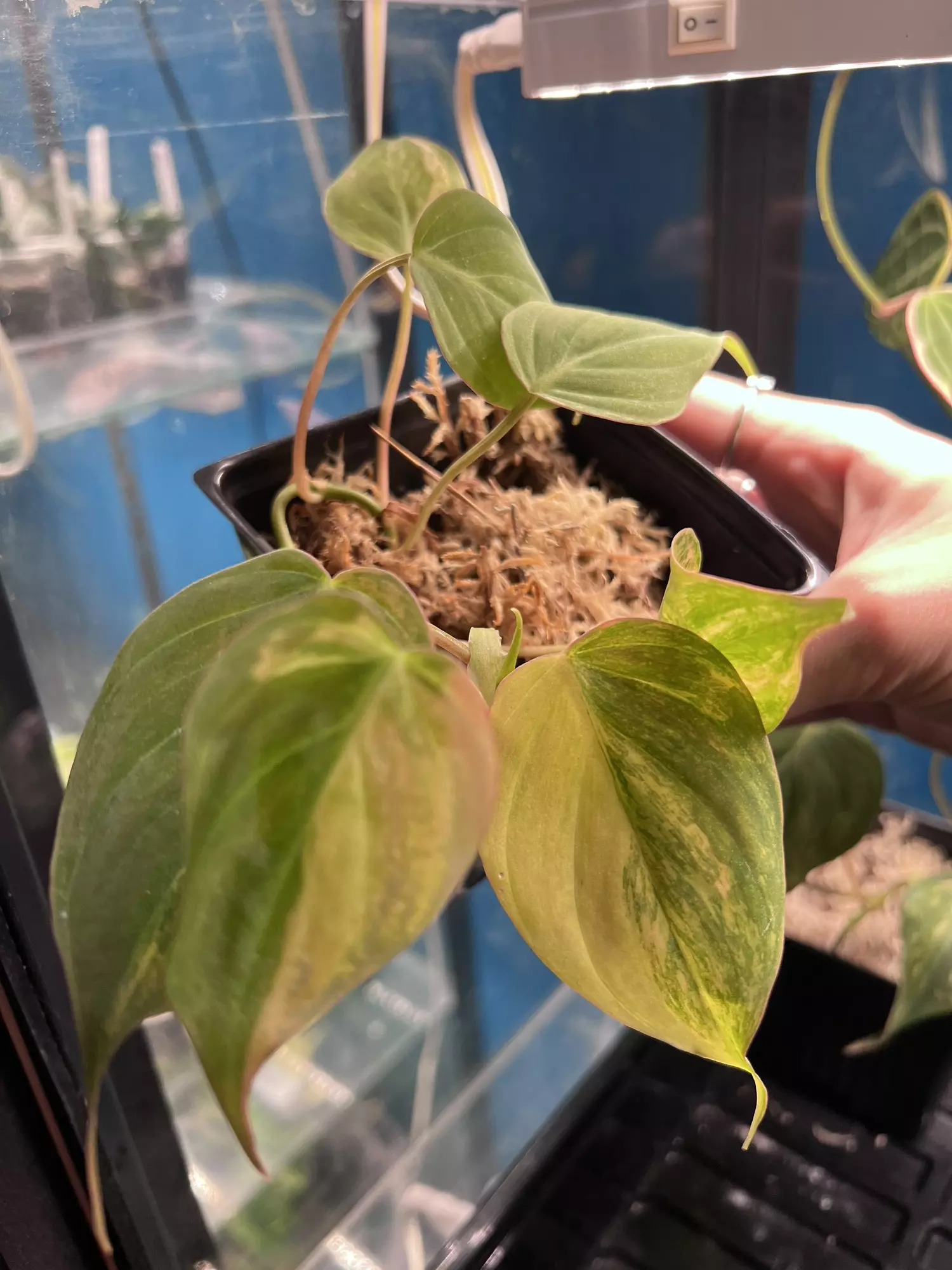 plant/Micans Variegated-0