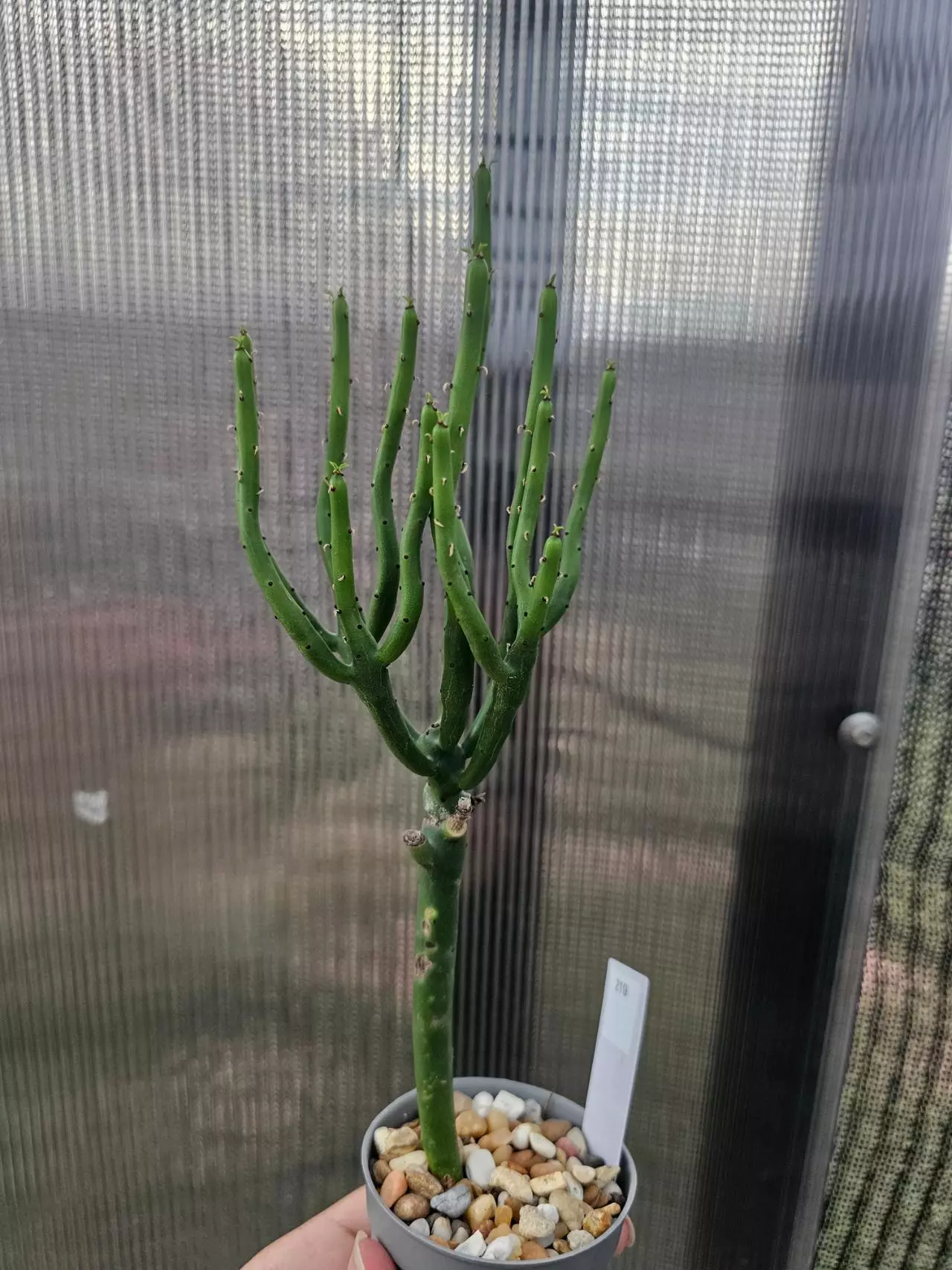 plant/219 Euphorbia Alluaudii-0