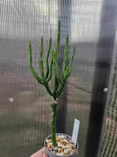 plant/219 Euphorbia Alluaudii-0-thumbnail