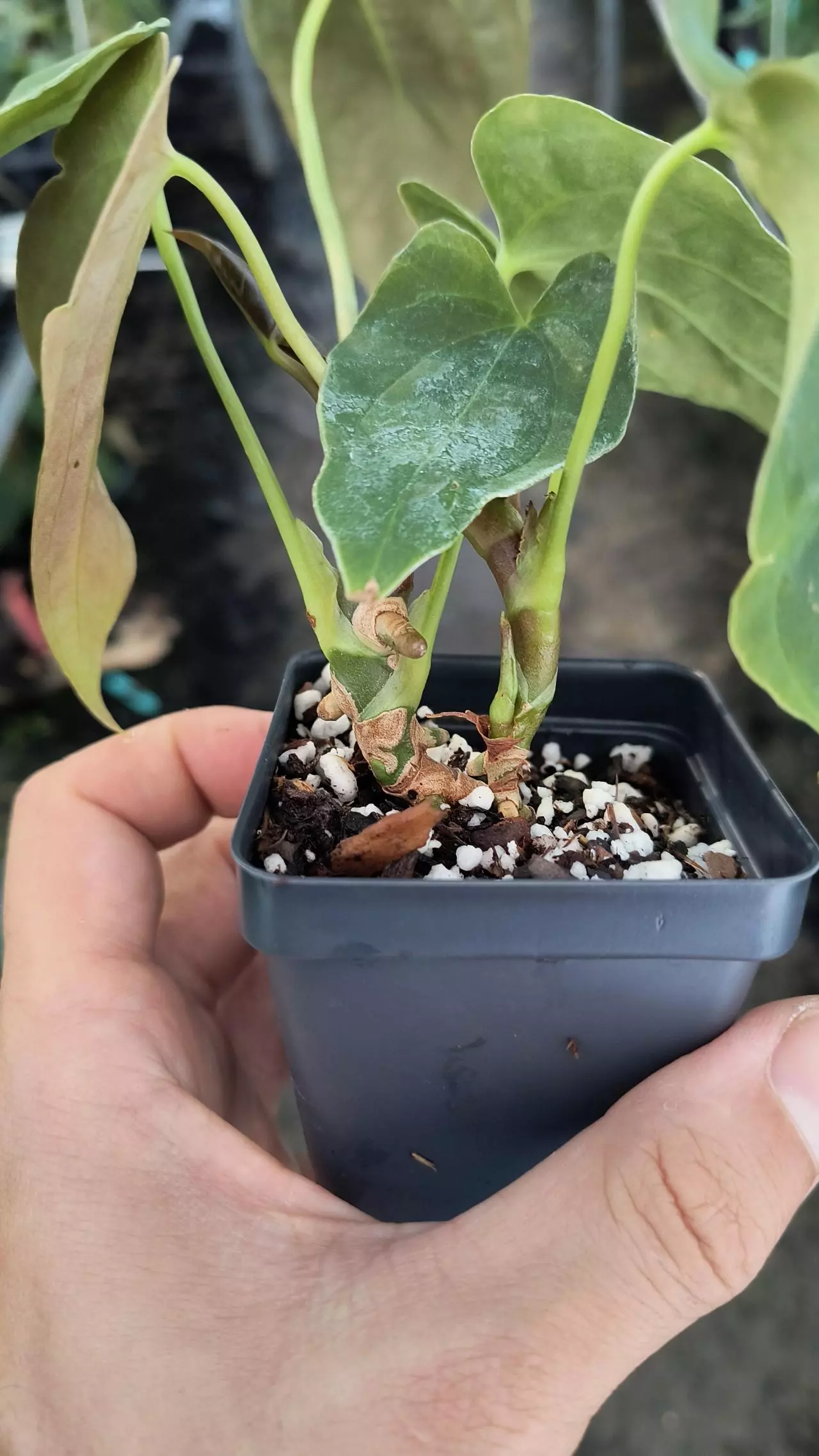 plant/TP82 2 heads-Ralph Lynam NOID x Papillilaminum NOID-1