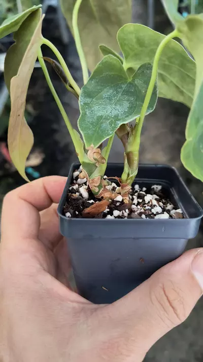 plant/TP82 2 heads-Ralph Lynam NOID x Papillilaminum NOID-1-thumbnail